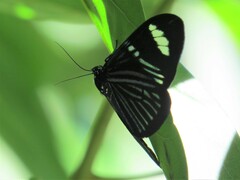 Hypocrita fenestraria