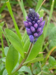 Polygala caucasica