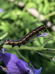 Pyrrhia exprimens