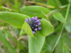 Polygala caucasica