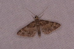 Gymnoscelis rufifasciata