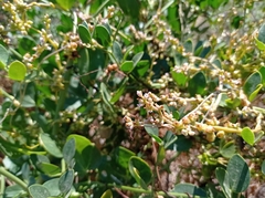 Cuscuta monogyna