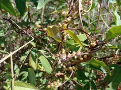 Cuscuta monogyna