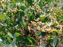 Cuscuta monogyna