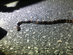 Lycodon semicarinatus