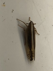 Stenocranus brunneus