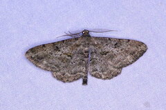 Peribatodes rhomboidaria