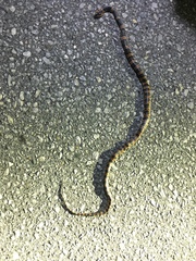 Lycodon semicarinatus