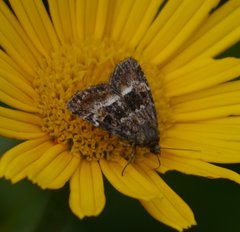 Photedes captiuncula