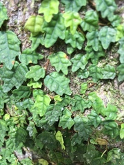 Ficus thunbergii
