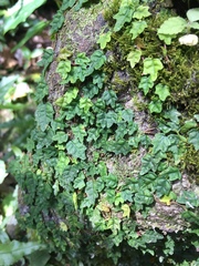 Ficus thunbergii