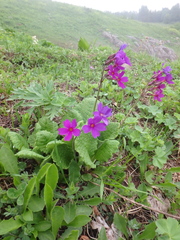 Primula amoena