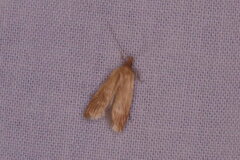 Helcystogramma rufescens