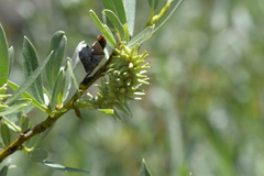 Salix lemmonii