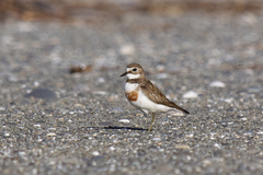 Charadrius bicinctus