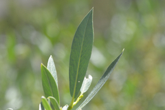Salix lemmonii