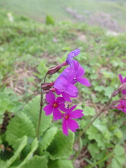 Primula amoena