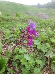 Primula amoena