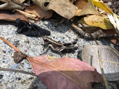 Traulia ornata okinawaensis