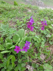 Primula amoena
