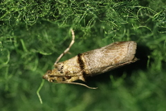 Trachonitis cristella