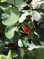 Euplagia quadripunctaria