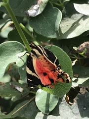 Euplagia quadripunctaria