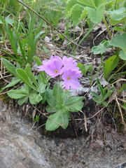 Primula algida