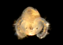 Crepidula naticarum