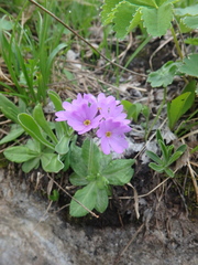 Primula algida