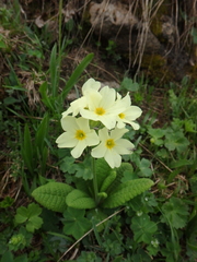 Primula ruprechtii