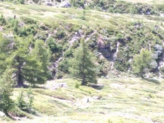 Circaetus gallicus