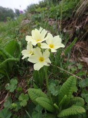 Primula ruprechtii