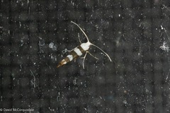 Argyresthia calliphanes