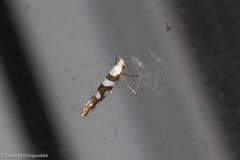 Argyresthia calliphanes