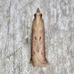 Peoria roseotinctella