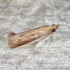 Peoria roseotinctella