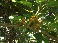 Actinidia rufa
