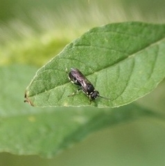 Hylaeus communis