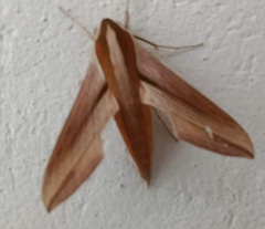 Theretra silhetensis