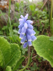 Muscari coeruleum