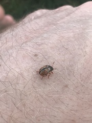 Calligrapha spiraeae