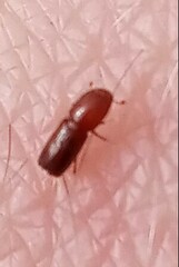 Xyleborus monographus