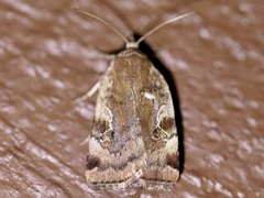 Cryptocala acadiensis