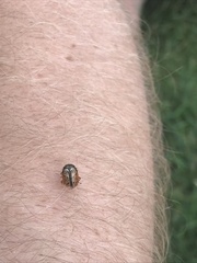 Calligrapha spiraeae