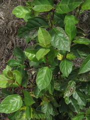 Viburnum tinoides