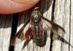 Chrysops striatus