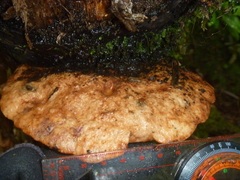 Polyporus hypomelanus