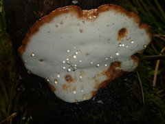 Polyporus hypomelanus