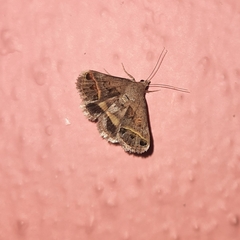 Acantholipes